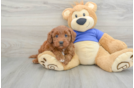 Mini Goldendoodle Puppy for Adoption