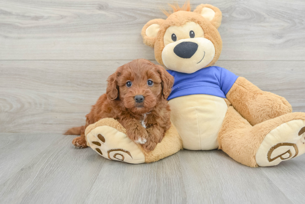 Mini Goldendoodle Puppy for Adoption