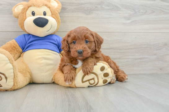 Little Mini Goldenpoo Poodle Mix Puppy