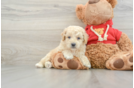 Best Mini Goldendoodle Baby