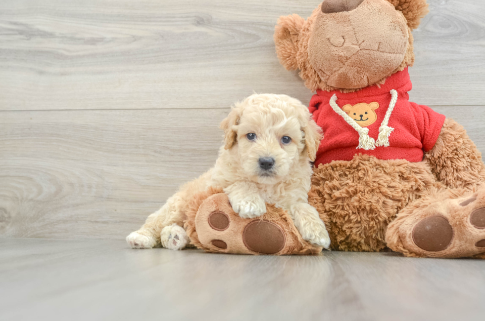 6 week old Mini Goldendoodle Puppy For Sale - Premier Pups