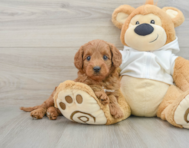 7 week old Mini Goldendoodle Puppy For Sale - Premier Pups