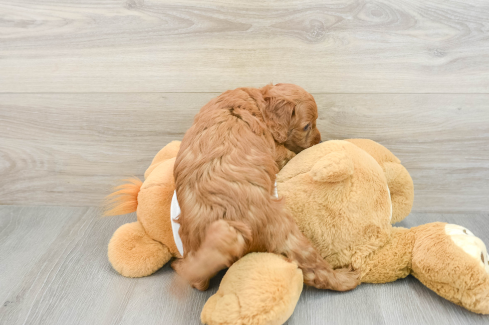 Mini Goldendoodle Puppy for Adoption