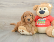 5 week old Mini Goldendoodle Puppy For Sale - Premier Pups