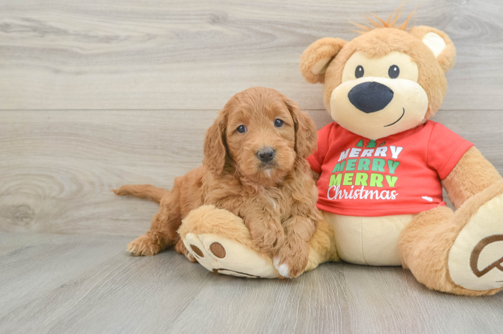 5 week old Mini Goldendoodle Puppy For Sale - Premier Pups