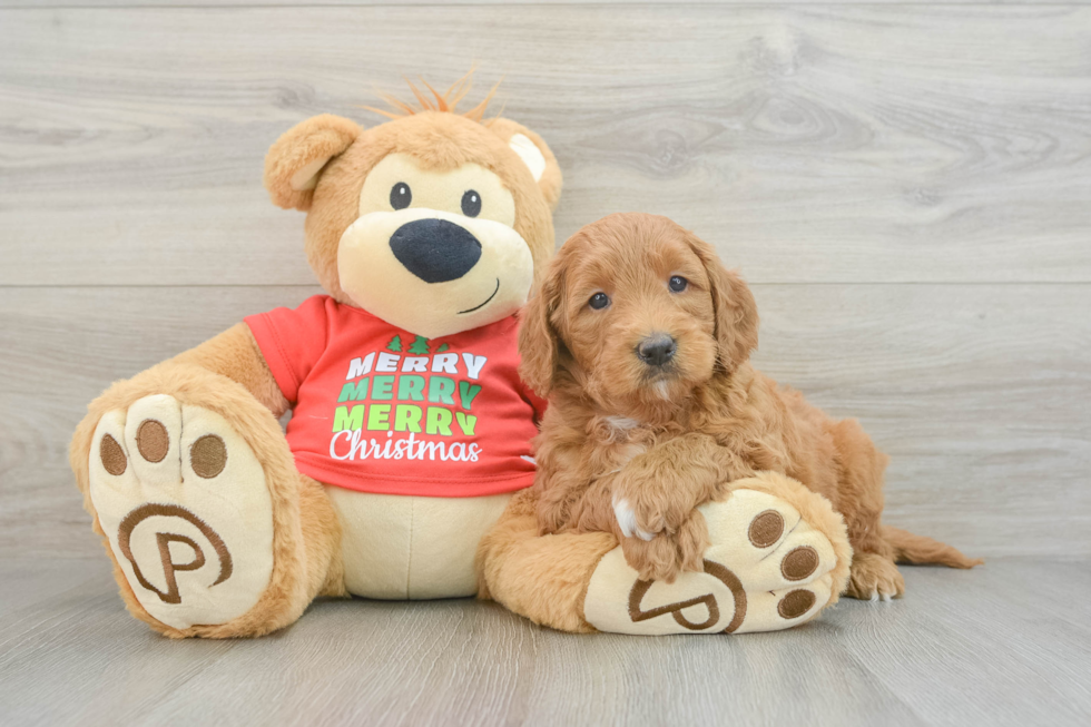 Energetic Golden Doodle Poodle Mix Puppy