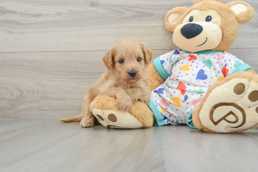 Mini Goldendoodle Puppy for Adoption