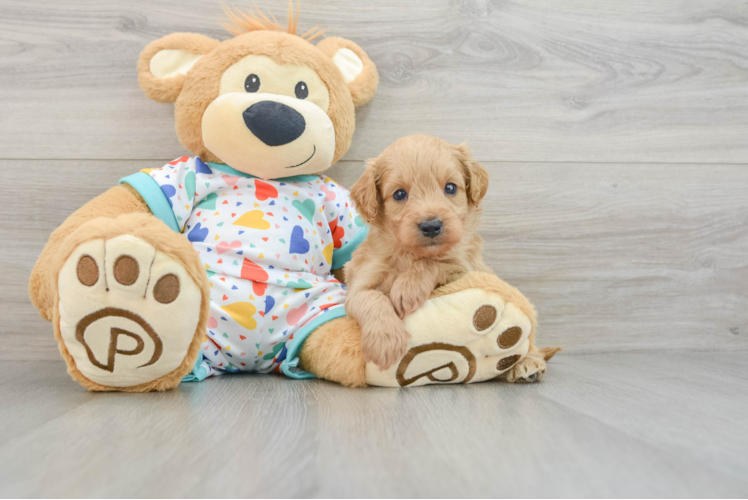 Mini Goldendoodle Puppy for Adoption