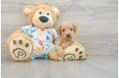 Mini Goldendoodle Puppy for Adoption