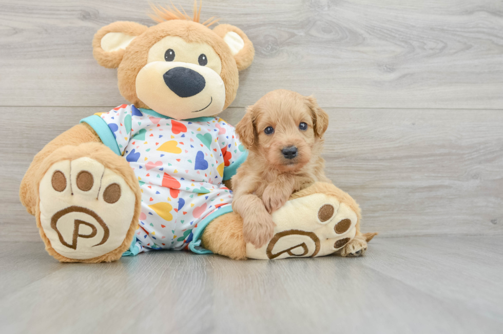 5 week old Mini Goldendoodle Puppy For Sale - Premier Pups