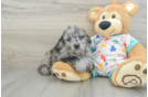 Best Mini Goldendoodle Baby