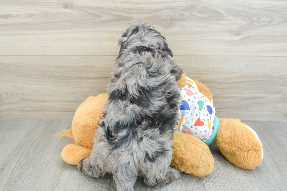 Sweet Mini Goldendoodle Baby