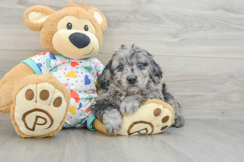 6 week old Mini Goldendoodle Puppy For Sale - Premier Pups