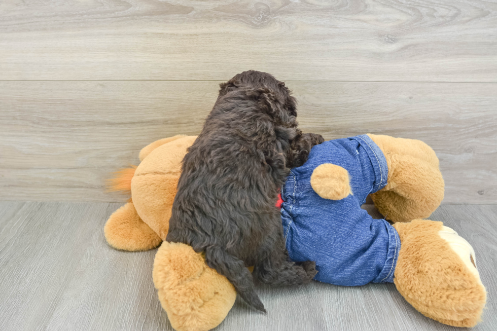 Mini Goldendoodle Pup Being Cute