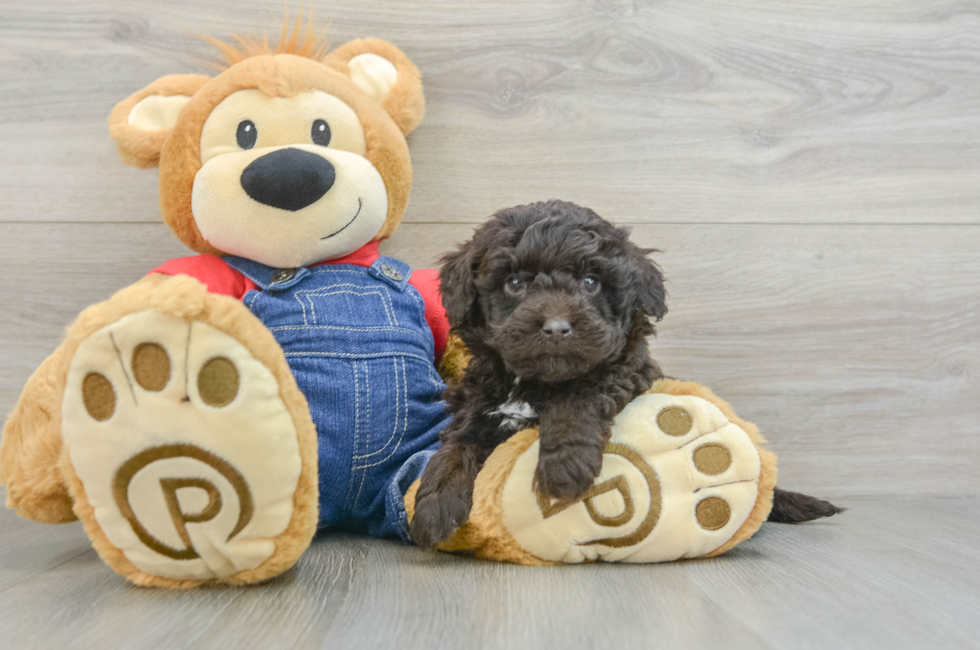 6 week old Mini Goldendoodle Puppy For Sale - Premier Pups