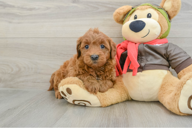 Popular Mini Goldendoodle Poodle Mix Pup