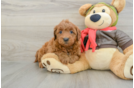 Popular Mini Goldendoodle Poodle Mix Pup