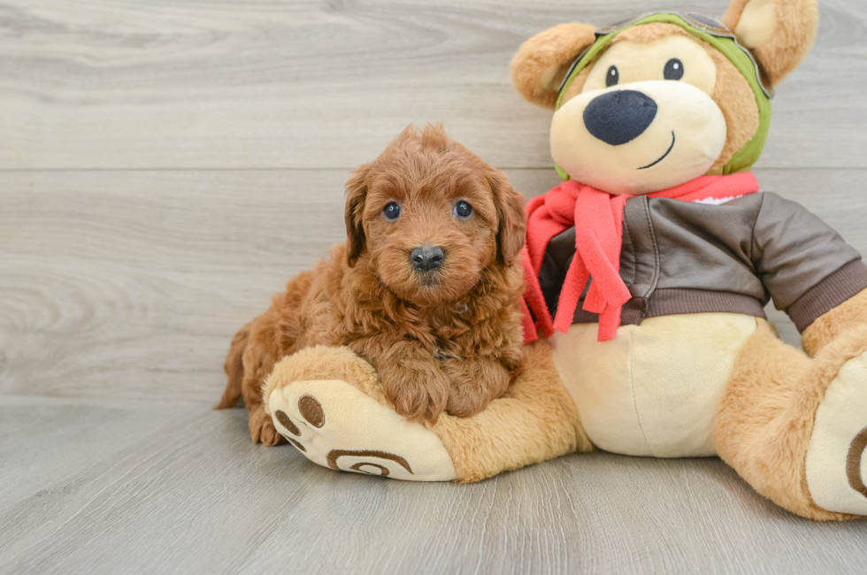 5 week old Mini Goldendoodle Puppy For Sale - Premier Pups