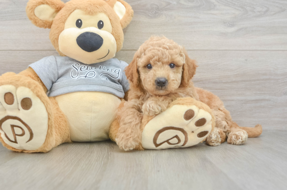 6 week old Mini Goldendoodle Puppy For Sale - Premier Pups