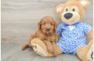 Mini Goldendoodle Pup Being Cute