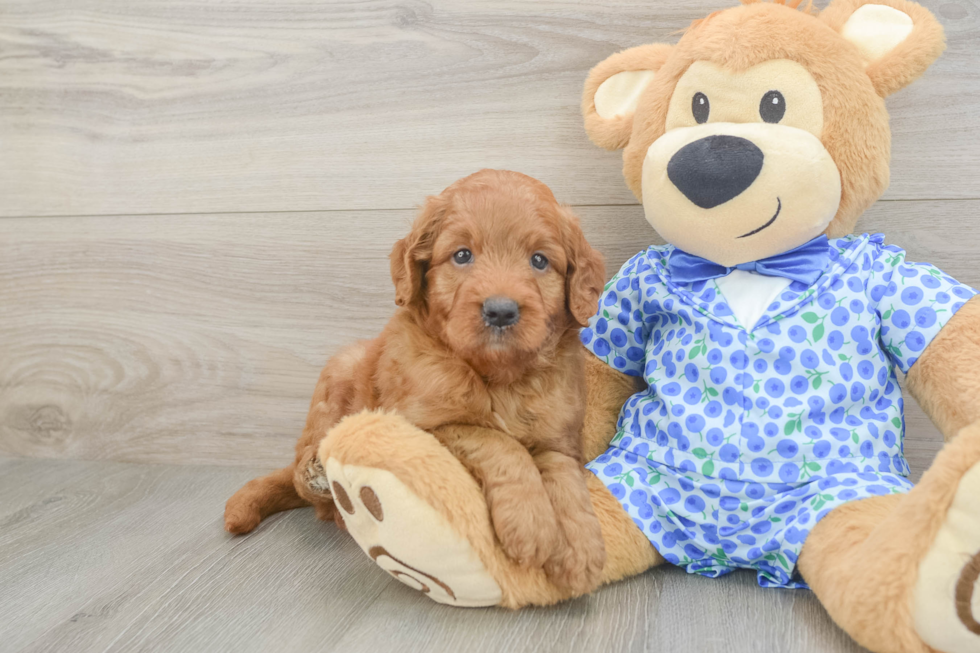 Mini Goldendoodle Pup Being Cute