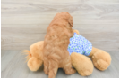 Mini Goldendoodle Pup Being Cute