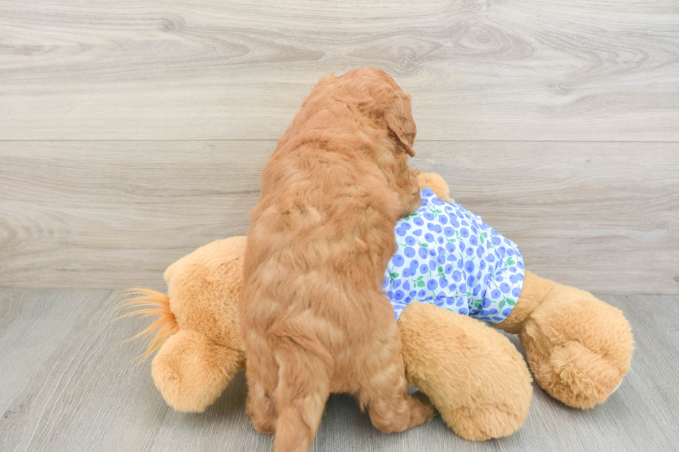 Mini Goldendoodle Pup Being Cute