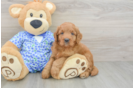 Mini Goldendoodle Puppy for Adoption