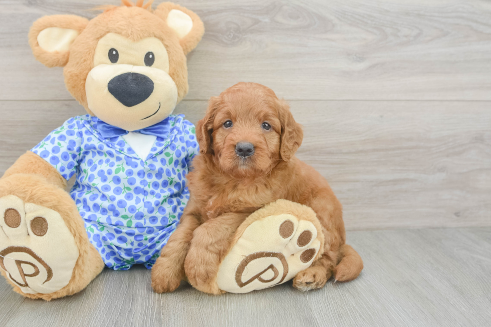 Mini Goldendoodle Puppy for Adoption