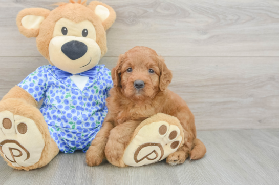 Mini Goldendoodle Puppy for Adoption