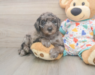 5 week old Mini Goldendoodle Puppy For Sale - Premier Pups