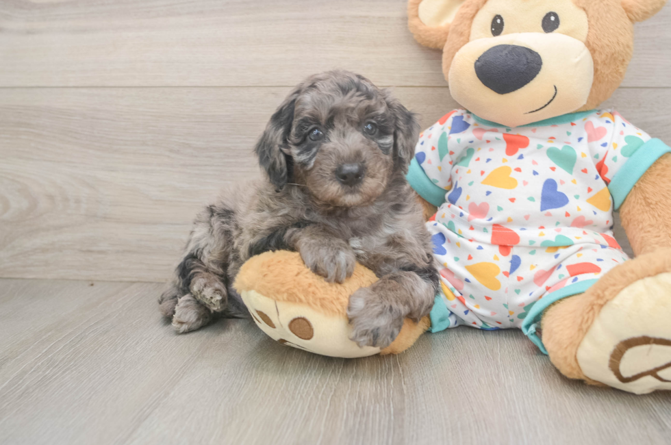 5 week old Mini Goldendoodle Puppy For Sale - Premier Pups