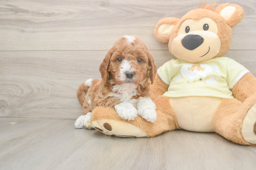 5 week old Mini Goldendoodle Puppy For Sale - Premier Pups