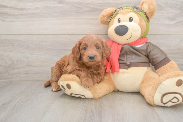 Mini Goldendoodle Puppy for Adoption