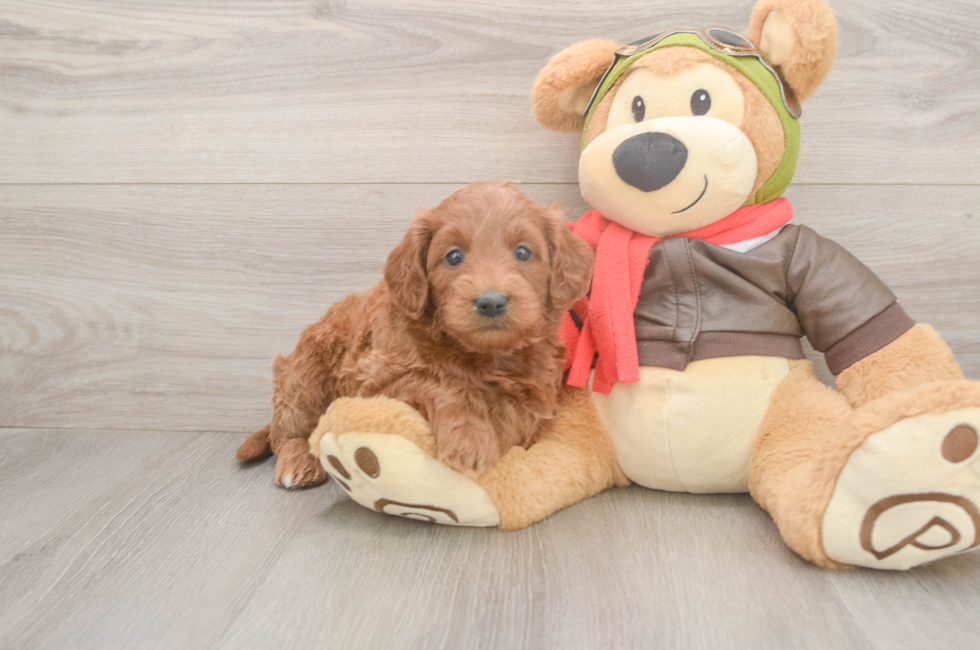 5 week old Mini Goldendoodle Puppy For Sale - Premier Pups