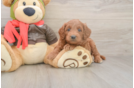 Best Mini Goldendoodle Baby