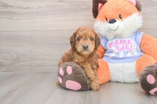 Fluffy Mini Goldendoodle Poodle Mix Pup