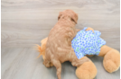 Mini Goldendoodle Pup Being Cute