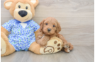 Funny Mini Goldendoodle Poodle Mix Pup