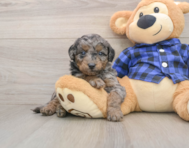 7 week old Mini Goldendoodle Puppy For Sale - Premier Pups