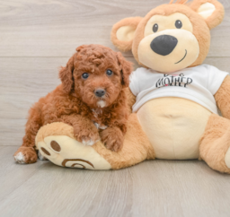 6 week old Mini Goldendoodle Puppy For Sale - Premier Pups