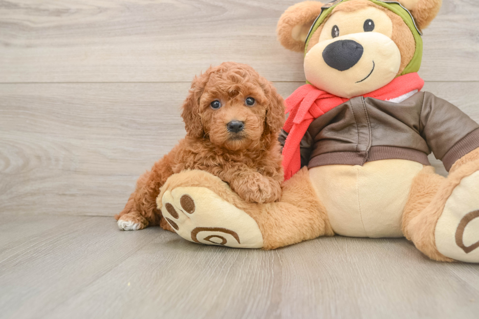 Popular Mini Goldendoodle Poodle Mix Pup