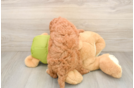 Adorable Golden Retriever Poodle Mix Poodle Mix Puppy