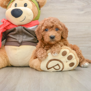 Fluffy Mini Goldendoodle Poodle Mix Pup