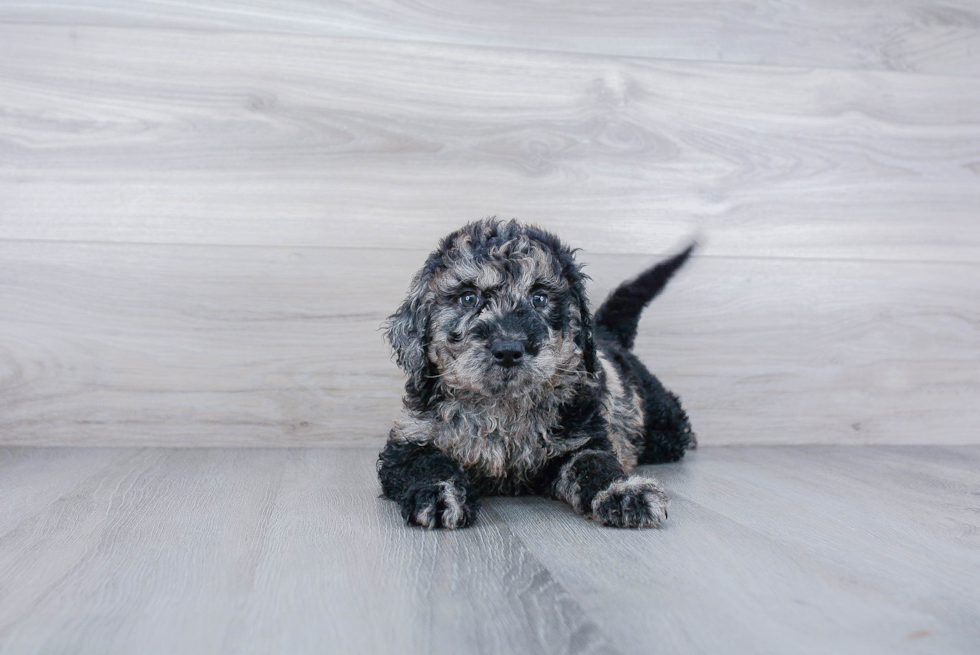 Energetic Golden Retriever Poodle Mix Puppy