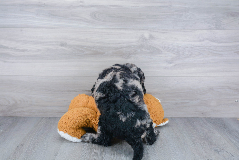 Mini Goldendoodle Pup Being Cute