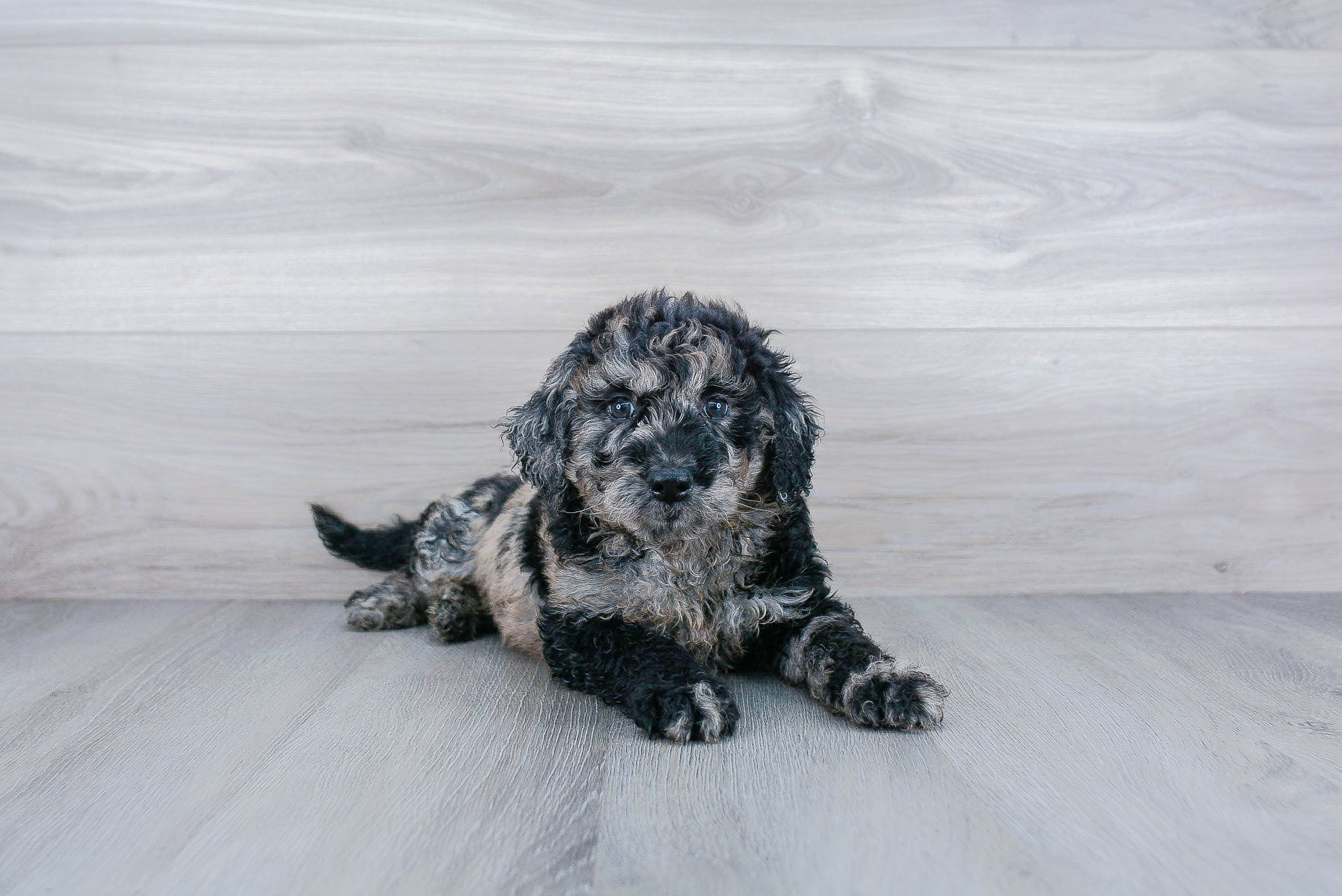 Popular Mini Goldendoodle Poodle Mix Pup