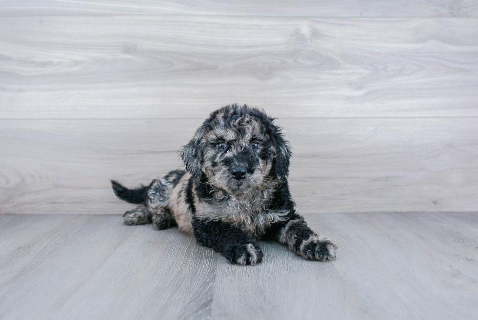 Popular Mini Goldendoodle Poodle Mix Pup