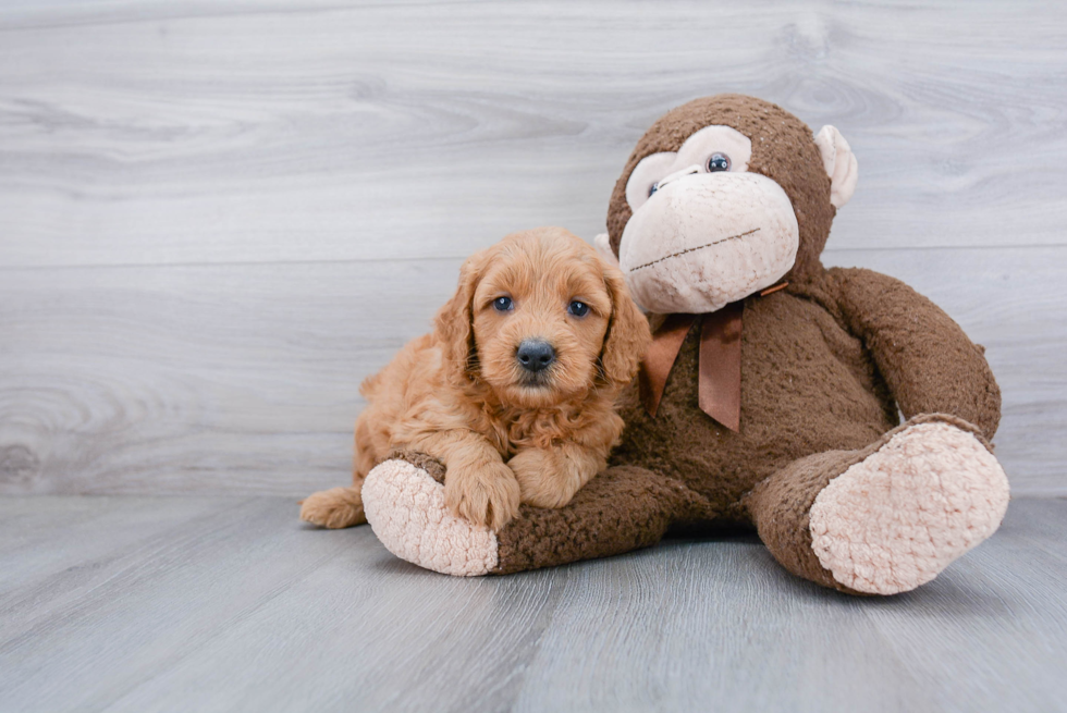 Best Mini Goldendoodle Baby