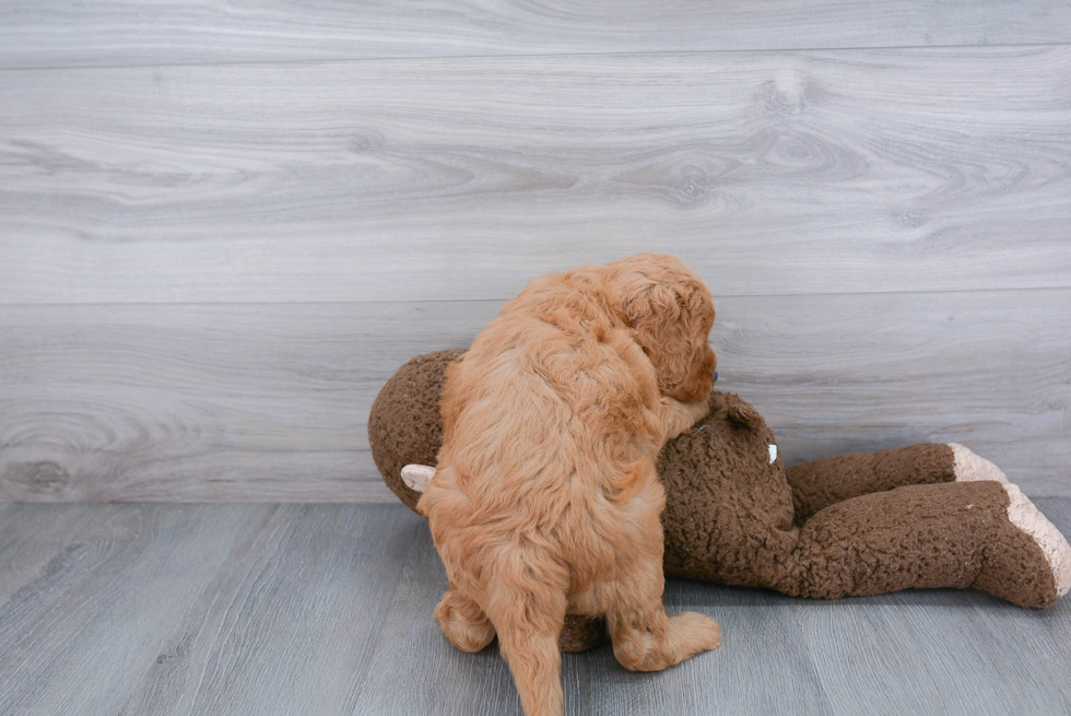 Smart Mini Goldendoodle Poodle Mix Pup